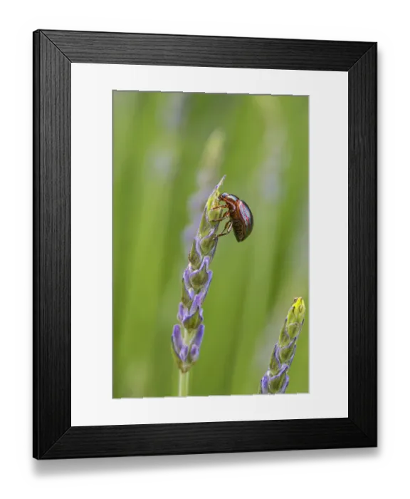 Framed Print : Rosemary beetle (Chrysolina americana) feeding on Lavender (Lavandula angustifolia Framed Print : Rosemary beetle (Chrysolina americana) feeding on Lavender (Lavandula angustifolia
