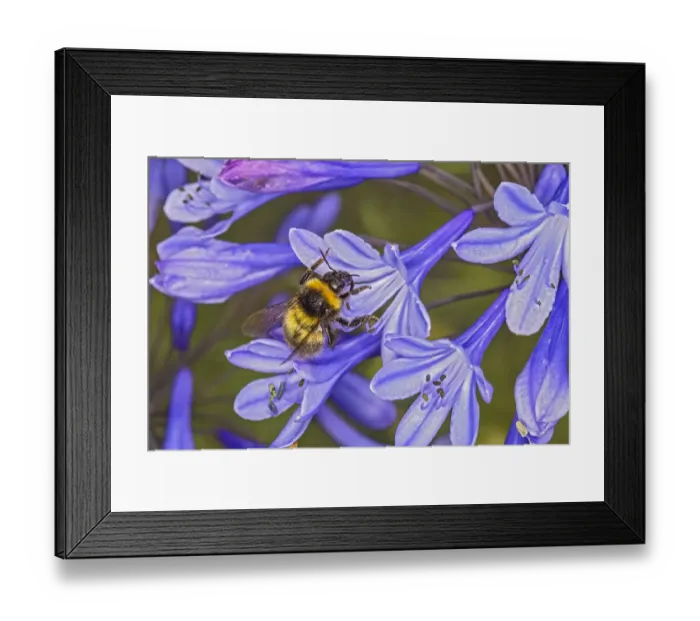 Framed Print : Small garden bumblebee (Bombus hortorum) landing on an Agapanthus flower in garden