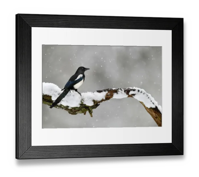 Framed Print : Magpie (Pica pica) perched on branch in snow, Lorraine, France, January Framed Print : Magpie (Pica pica) perched on branch in snow, Lorraine, France, January