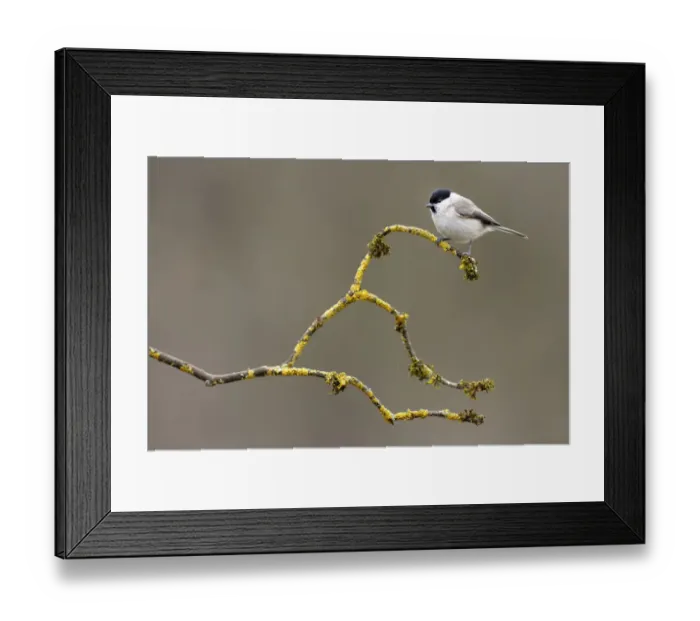 Framed Print : Marsh tit (Parus palustris) perched on branch, Lorraine, France, March Framed Print : Marsh tit (Parus palustris) perched on branch, Lorraine, France, March