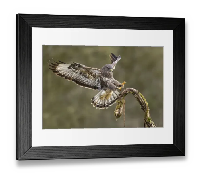 Framed Print : Buzzard (Buteo buteo) landing on branch, winter, Lorraine, France, February Framed Print : Buzzard (Buteo buteo) landing on branch, winter, Lorraine, France, February