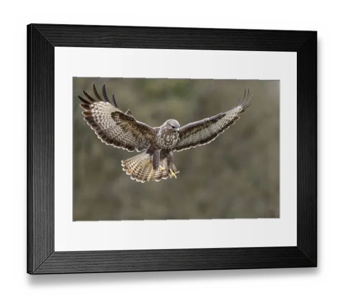 Framed Print : Buzzard (Buteo buteo) landing in rain, Lorraine, France, March Framed Print : Buzzard (Buteo buteo) landing in rain, Lorraine, France, March
