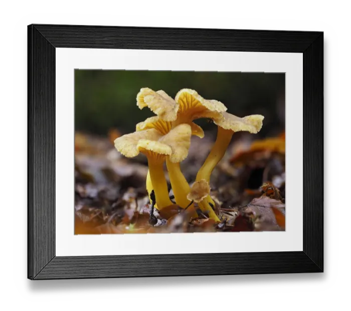Framed Print : Trumpet Chanterelle (Cantharellus tubaeformis) Group fruiting on woodland floor Framed Print : Trumpet Chanterelle (Cantharellus tubaeformis) Group fruiting on woodland floor