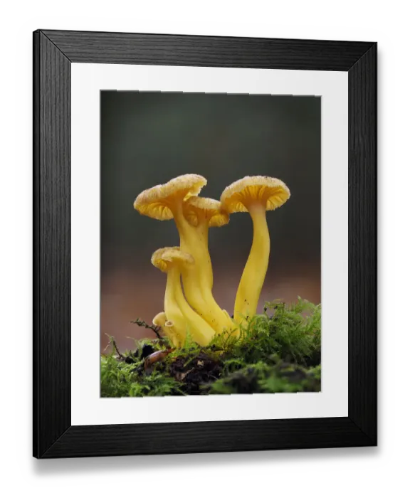 Framed Print : Trumpet Chanterelle (Cantharellus tubaeformis) Group fruiting on woodland floor Framed Print : Trumpet Chanterelle (Cantharellus tubaeformis) Group fruiting on woodland floor