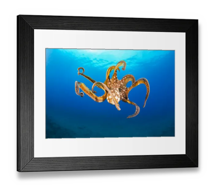 Framed Print : Day octopus (Octopus cyanea) female, in mid-water, Hawaii Framed Print : Day octopus (Octopus cyanea) female, in mid-water, Hawaii