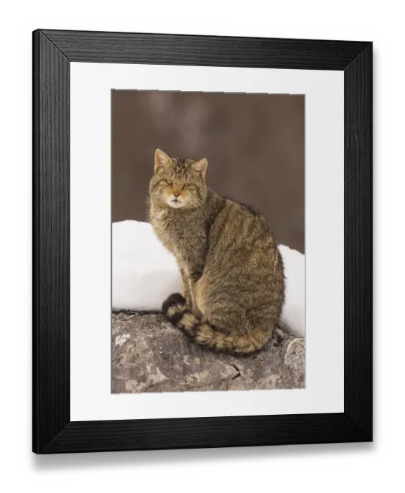 Framed Print : Wild cat (Felis silvestris) sitting on a rock with snow, Cantabrian Mountains, Spain Framed Print : Wild cat (Felis silvestris) sitting on a rock with snow, Cantabrian Mountains, Spain