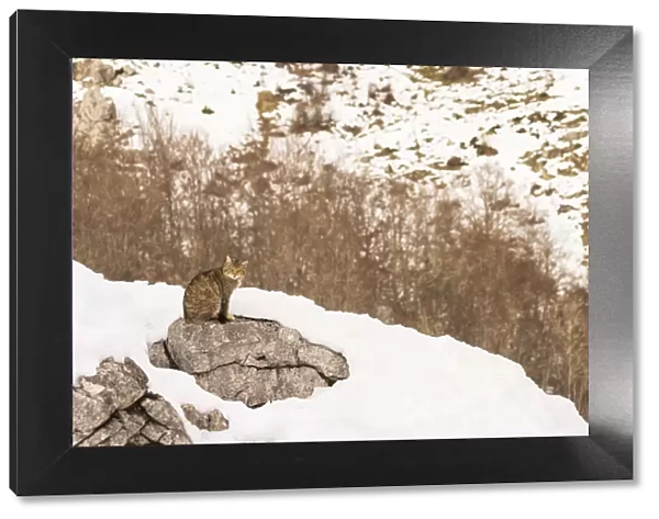 Wild cat (Felis silvestris) sitting on rock surrounded by snow, Cantabrian Mountains