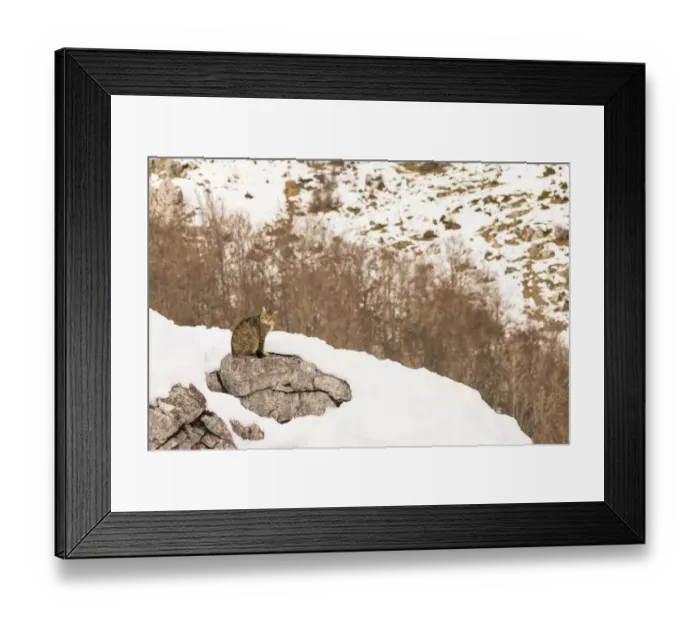 Framed Print : Wild cat (Felis silvestris) sitting on rock surrounded by snow, Cantabrian Mountains
