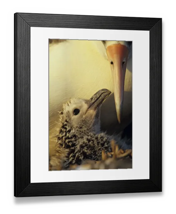 Framed Print : Laysan albatross (Phoebastria immutabilis) chick in the nest Framed Print : Laysan albatross (Phoebastria immutabilis) chick in the nest