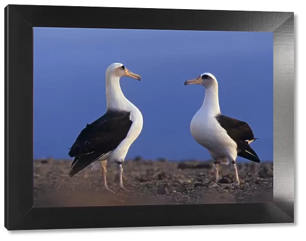 Laysan albatross (Phoebastria immutabilis) pair about to skypoint as part of