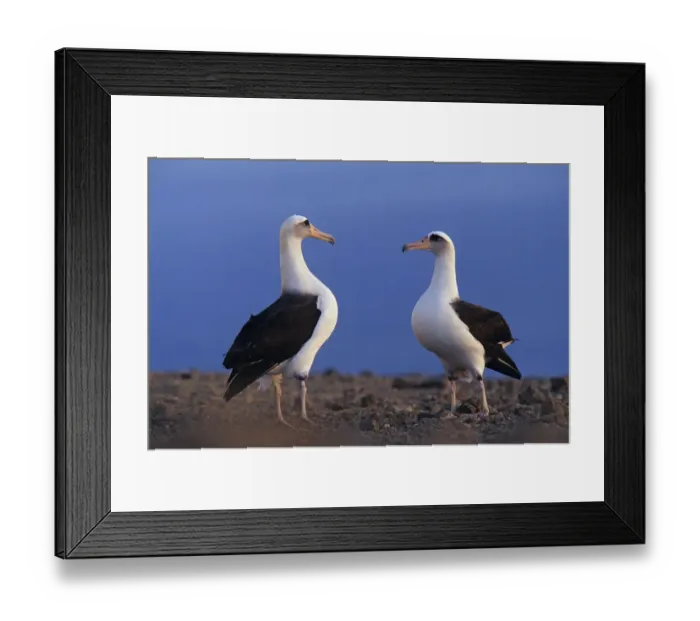 Framed Print : Laysan albatross (Phoebastria immutabilis) pair about to skypoint as part of Framed Print : Laysan albatross (Phoebastria immutabilis) pair about to skypoint as part of