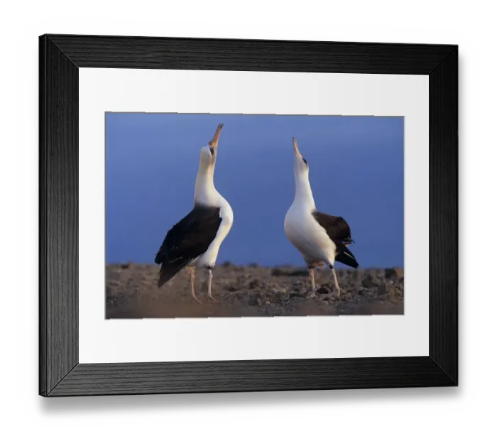 Framed Print : Laysan albatross (Phoebastria immutabilis) pair skypointing as part of the courtship Framed Print : Laysan albatross (Phoebastria immutabilis) pair skypointing as part of the courtship