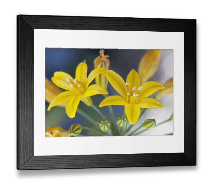 Framed Print : Desert hyacinth (Triteleia guadalupensis) flower, Guadalupe Island Biosphere Reserve Framed Print : Desert hyacinth (Triteleia guadalupensis) flower, Guadalupe Island Biosphere Reserve