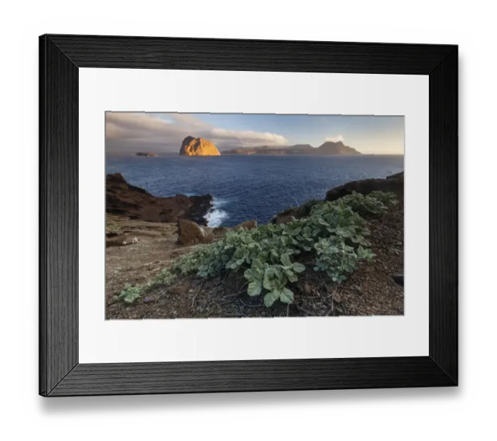 Framed Print : Palmers globemallow (Sphaeralcea palmeri) and view towards Toro Islet Framed Print : Palmers globemallow (Sphaeralcea palmeri) and view towards Toro Islet
