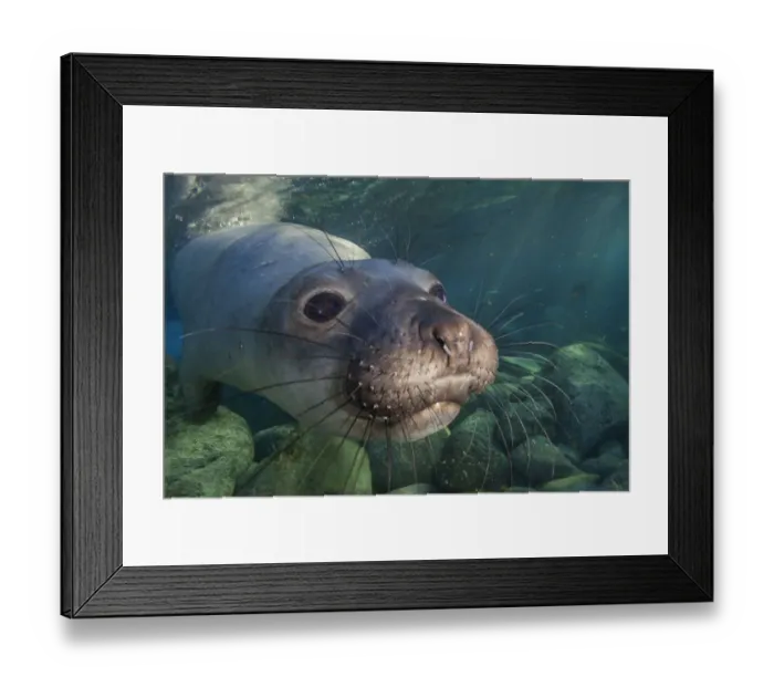 Framed Print : Northern elephant seal (Mirounga angustirostris) juvenile swimming Framed Print : Northern elephant seal (Mirounga angustirostris) juvenile swimming