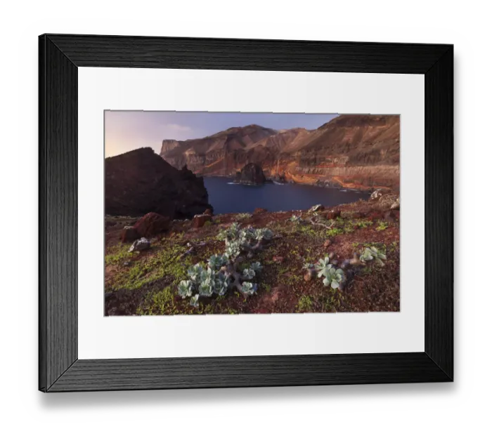 Framed Print : Guadalupe cistanthe (Cistanthe guadalupensis) succulent Framed Print : Guadalupe cistanthe (Cistanthe guadalupensis) succulent
