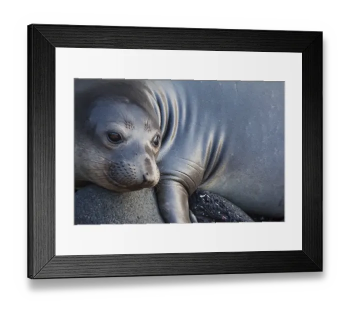 Framed Print : Northern elephant seal (Mirounga angustirostris) juvenile Framed Print : Northern elephant seal (Mirounga angustirostris) juvenile