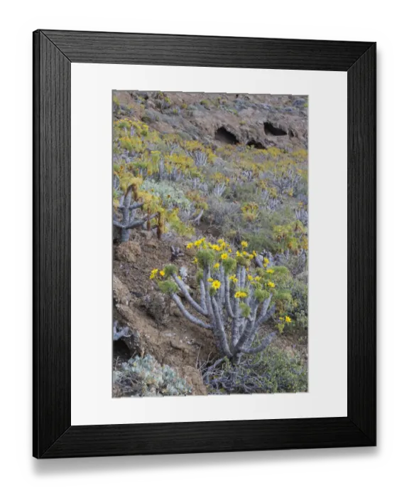 Framed Print : Giant coreopsis (coreopsis gigantea) inside the crater, Zapato Islet Framed Print : Giant coreopsis (coreopsis gigantea) inside the crater, Zapato Islet