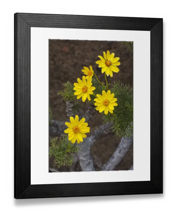 Framed Print : Giant coreopsis (coreopsis gigantea) flower, Zapato Islet Framed Print : Giant coreopsis (coreopsis gigantea) flower, Zapato Islet