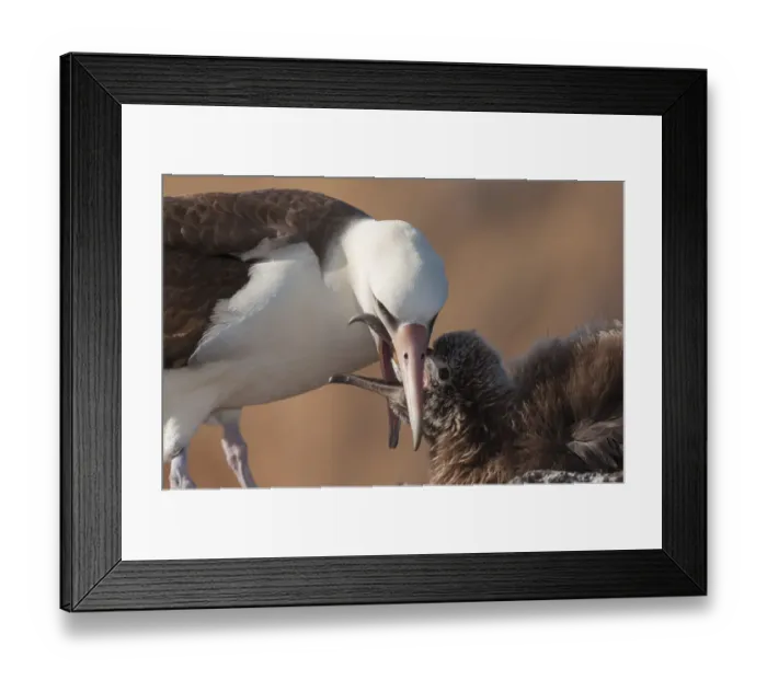 Framed Print : Laysan albatross (Phoebastria immutabilis) feeding chick Framed Print : Laysan albatross (Phoebastria immutabilis) feeding chick