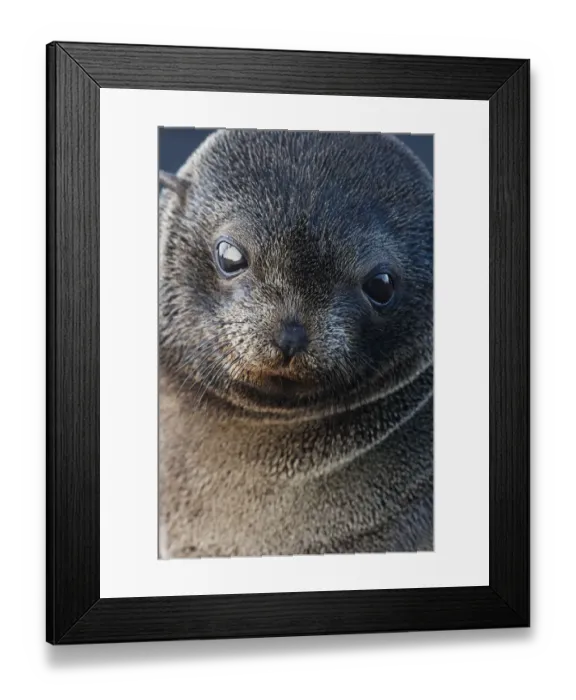 Framed Print : Guadalupe fur seal (Arctocephalus townsendi) pup, Guadalupe Island Biosphere Reserve Framed Print : Guadalupe fur seal (Arctocephalus townsendi) pup, Guadalupe Island Biosphere Reserve
