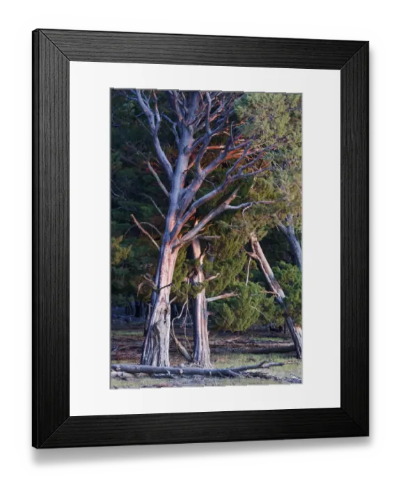 Framed Print : Guadalupe cypress (Cupressus guadalupensis), IUCN Redlist Endangered Framed Print : Guadalupe cypress (Cupressus guadalupensis), IUCN Redlist Endangered