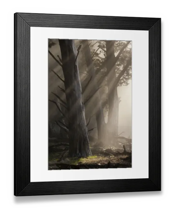 Framed Print : Guadalupe cypress trees (Cupressus guadalupensis) surrounded by fog Framed Print : Guadalupe cypress trees (Cupressus guadalupensis) surrounded by fog