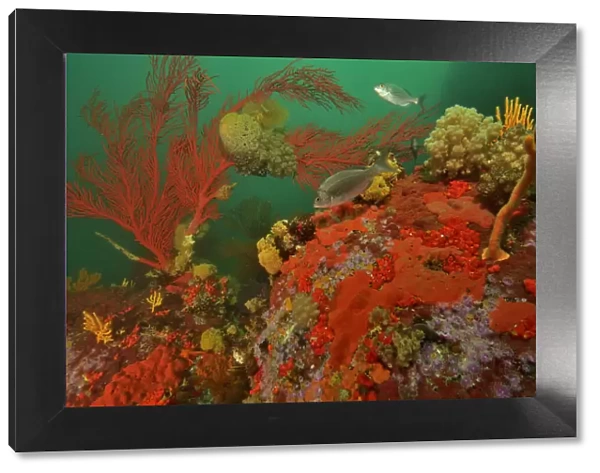Reef with gorgonian corals  /  sea fans, soft corals and sponges, Western Cape