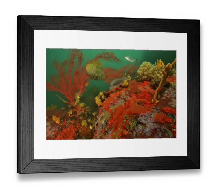 Framed Print : Reef with gorgonian corals / sea fans, soft corals and sponges, Western Cape Framed Print : Reef with gorgonian corals / sea fans, soft corals and sponges, Western Cape
