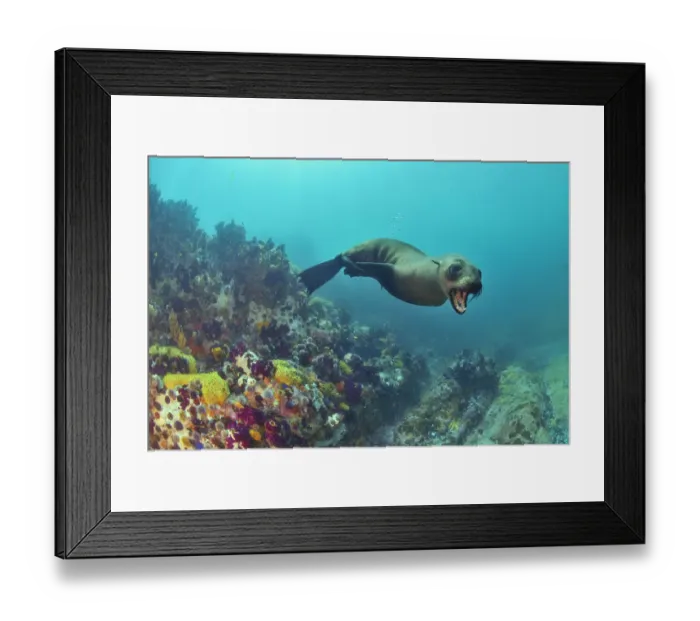 Framed Print : Brown fur seal / Cape fur seal (Arctocephalus pusillus), Western Cape, South Africa Framed Print : Brown fur seal / Cape fur seal (Arctocephalus pusillus), Western Cape, South Africa