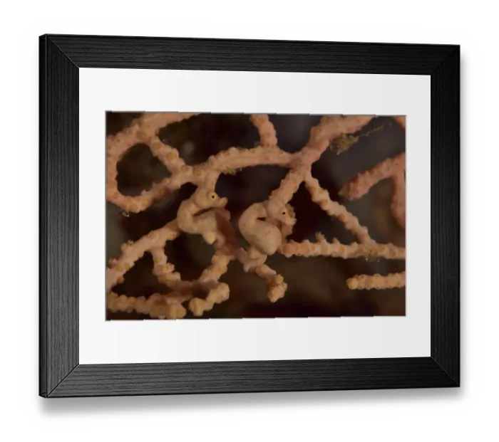 Framed Print : Two Denise seahorses (Hippocampus denise) on a seafan / gorgonian with a male pregnant Framed Print : Two Denise seahorses (Hippocampus denise) on a seafan / gorgonian with a male pregnant