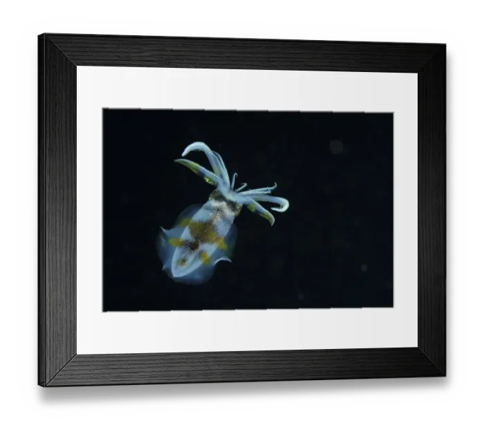 Framed Print : Bigfin reef squid (Sepioteuthis lessoniana) swimming at night, Indonesia, Sea of Flores Framed Print : Bigfin reef squid (Sepioteuthis lessoniana) swimming at night, Indonesia, Sea of Flores