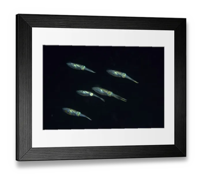 Framed Print : Group of Bigfin reef squids (Sepioteuthis lessoniana) swimming at night, Indonesia Framed Print : Group of Bigfin reef squids (Sepioteuthis lessoniana) swimming at night, Indonesia