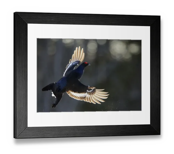 Framed Print : Male Black grouse (Tetrao / Lyrurus tetrix) in flight. Kuusamo, Finland, April Framed Print : Male Black grouse (Tetrao / Lyrurus tetrix) in flight. Kuusamo, Finland, April