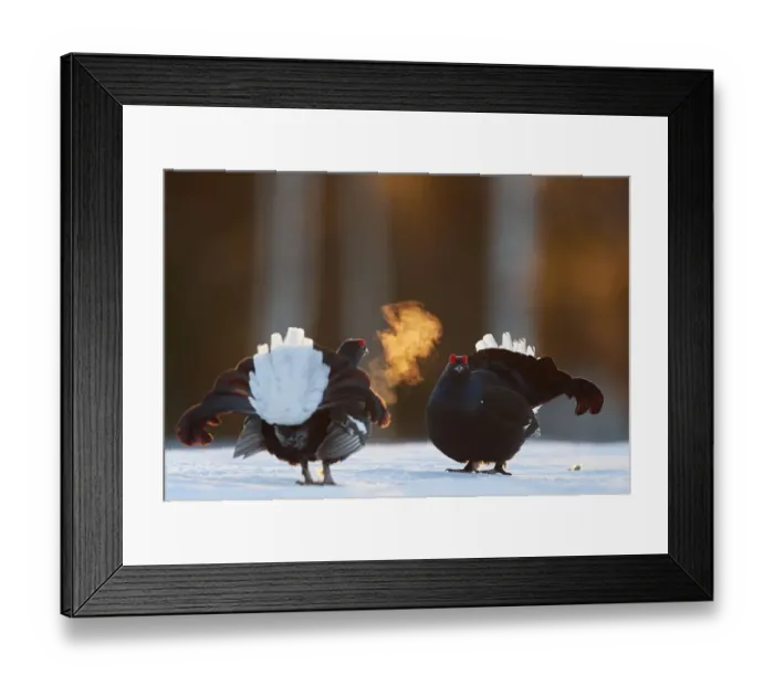 Framed Print : Two male Black grouse (Tetrao / Lyrurus tetrix) confronting eachother at lek Framed Print : Two male Black grouse (Tetrao / Lyrurus tetrix) confronting eachother at lek