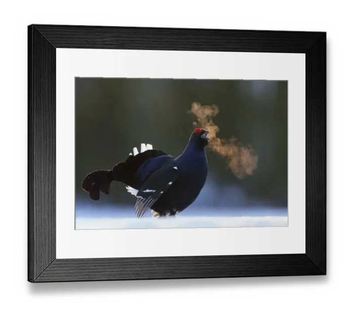 Framed Print : Male Black grouse (Tetrao / Lyrurus tetrix) calling at lek Framed Print : Male Black grouse (Tetrao / Lyrurus tetrix) calling at lek