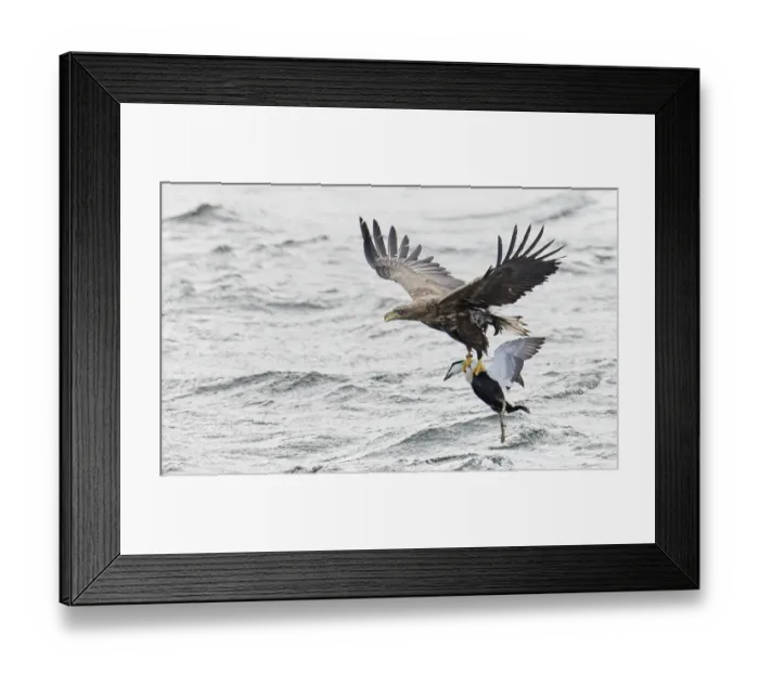 Framed Print : White-tailed sea eagle (Haliaeetus albicilla) flying over water with male Common eider Framed Print : White-tailed sea eagle (Haliaeetus albicilla) flying over water with male Common eider