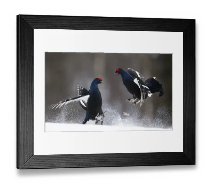 Framed Print : Two male Black grouse (Tetrao / Lyrurus tetrix) fighting at lek. Kuusamo, Finland, April Framed Print : Two male Black grouse (Tetrao / Lyrurus tetrix) fighting at lek. Kuusamo, Finland, April
