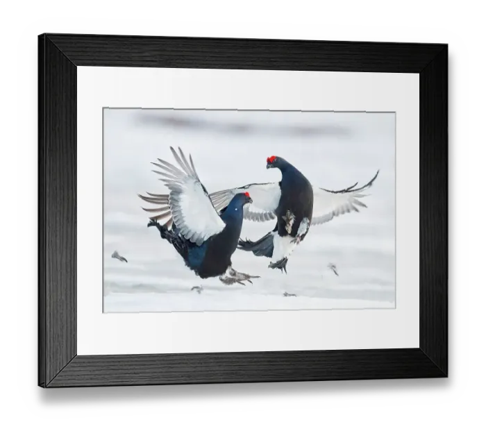 Framed Print : Two male Black grouse (Tetrao  /  Lyrurus tetrix) fighting at lek. Utajarvi, Finland, April