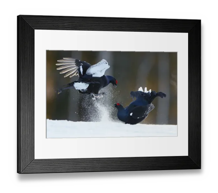 Framed Print : Two male Black grouse (Tetrao / Lyrurus tetrix) fighting at lek. Kuusamo, Finland, April Framed Print : Two male Black grouse (Tetrao / Lyrurus tetrix) fighting at lek. Kuusamo, Finland, April