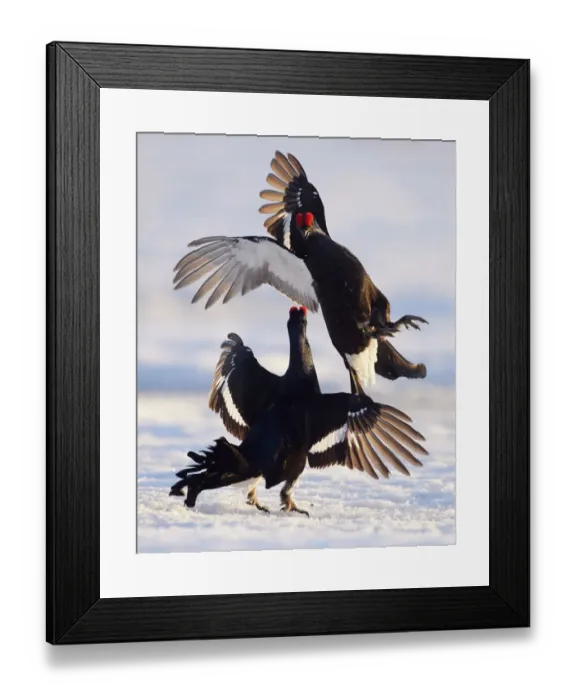 Framed Print : Two male Black grouse (Tetrao  /  Lyrurus tetrix) fighting at lek. Utajarvi, Finland, April