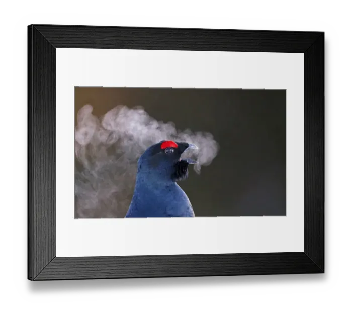 Framed Print : Male Black grouse (Tetrao / Lyrurus tetrix) calling at lek Framed Print : Male Black grouse (Tetrao / Lyrurus tetrix) calling at lek