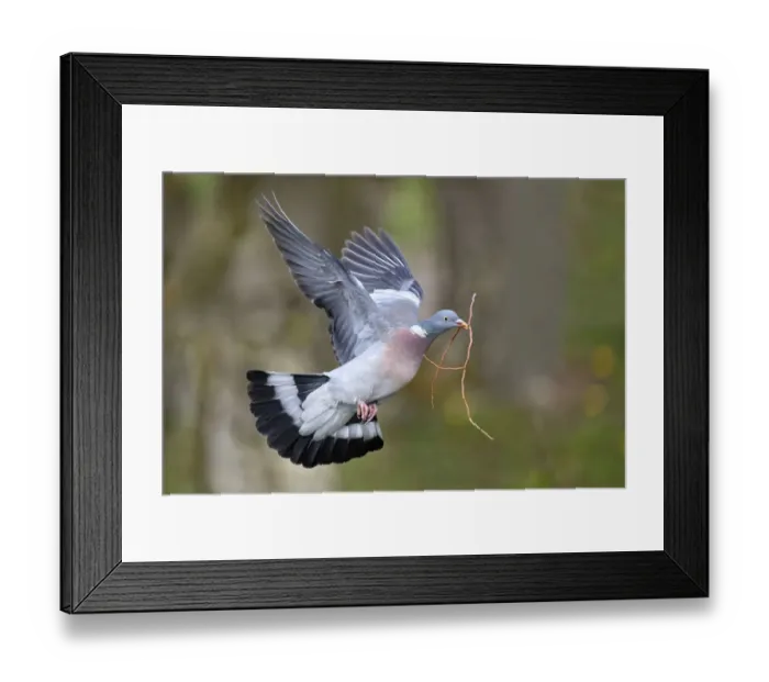 Framed Print : Wood pigeon (Columba palumbus) flying with nesting material in beak, Lorraine, France Framed Print : Wood pigeon (Columba palumbus) flying with nesting material in beak, Lorraine, France