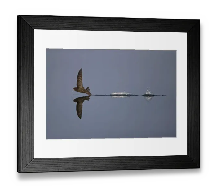Framed Print : Common swift (Apus apus) flying low to water while hunting, Norfolk, England, UK, July