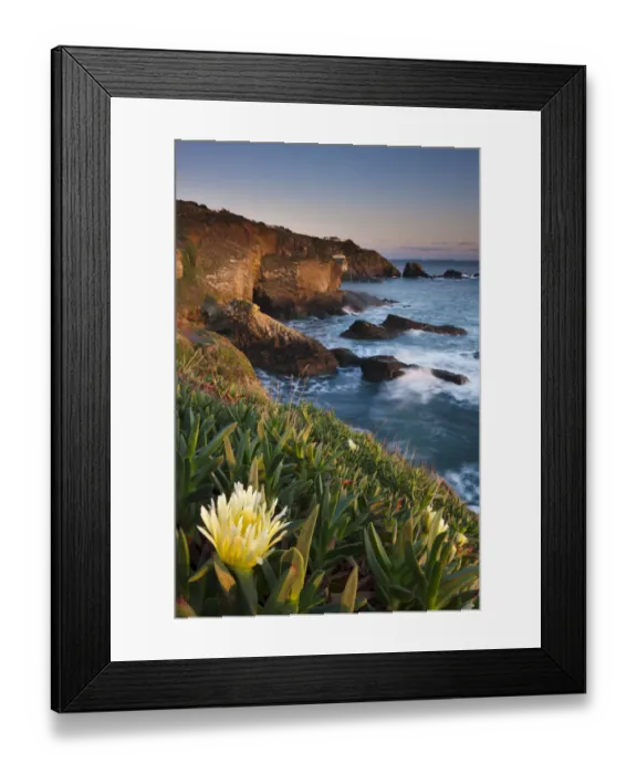 Framed Print : Hottentot fig (Carpobrotus edulis) on the cliff at Lizard Point