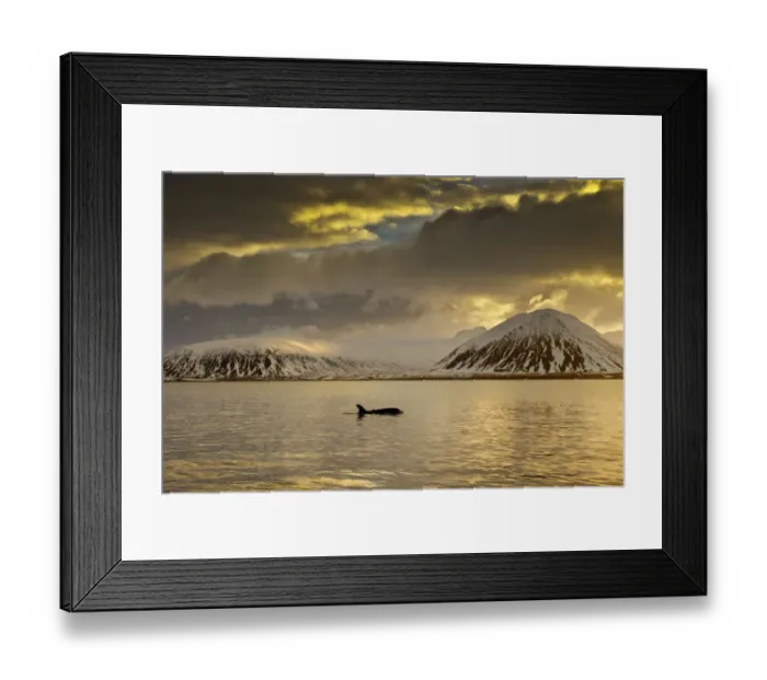 Framed Print : Orca (Orcinus orca) swimming in sea surrounded by mountains at sunset, Iceland, January Framed Print : Orca (Orcinus orca) swimming in sea surrounded by mountains at sunset, Iceland, January