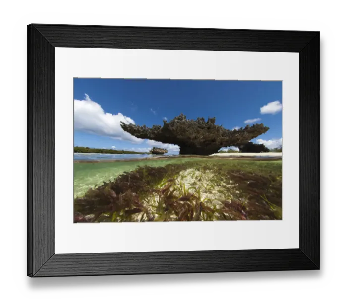 Framed Print : Coral mushrooms, coral banks are eroded by change in sea level Framed Print : Coral mushrooms, coral banks are eroded by change in sea level