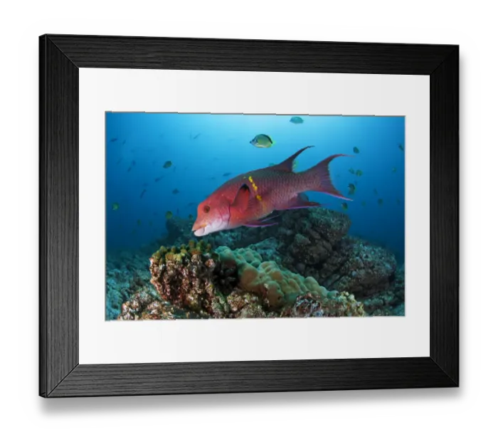 Framed Print : Mexican Hogfish (Bodianus diplotaenia), Socorro Island, Revillagigedo Archipelago Framed Print : Mexican Hogfish (Bodianus diplotaenia), Socorro Island, Revillagigedo Archipelago