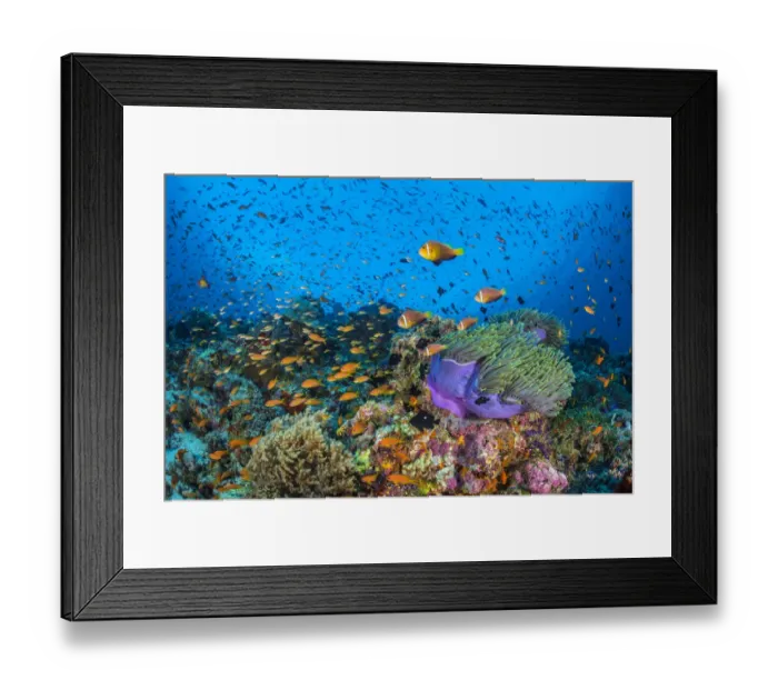 Framed Print : RF - Maldive anemonefish (Amphiprion nigripes) swimming above their host Magnificent sea Framed Print : RF - Maldive anemonefish (Amphiprion nigripes) swimming above their host Magnificent sea