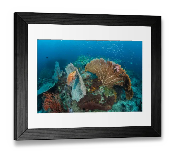 Framed Print : Coral grouper (Cephalopholis miniata) waits in ambush, hiding against a seafan Framed Print : Coral grouper (Cephalopholis miniata) waits in ambush, hiding against a seafan